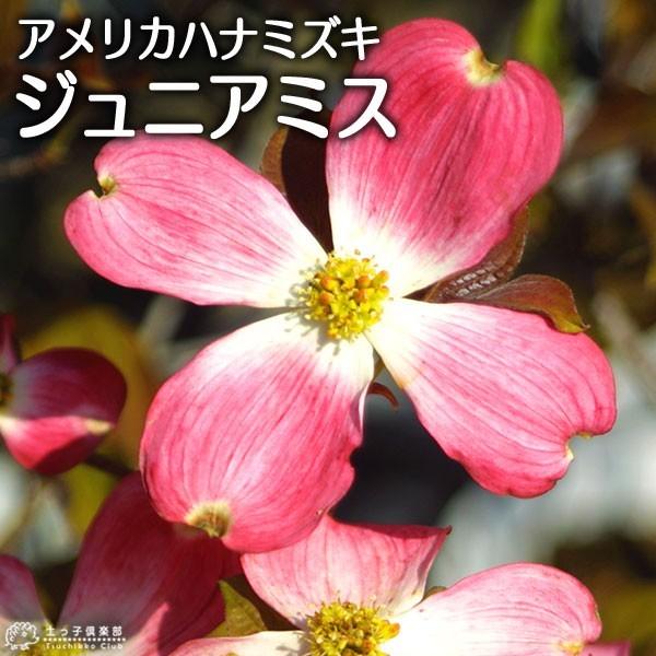 はなみずき ジュニアミス苗木