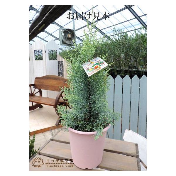 コニファー サルフレア 5号鉢植え クリスマスの木 Buyee Buyee 日本の通販商品 オークションの代理入札 代理購入