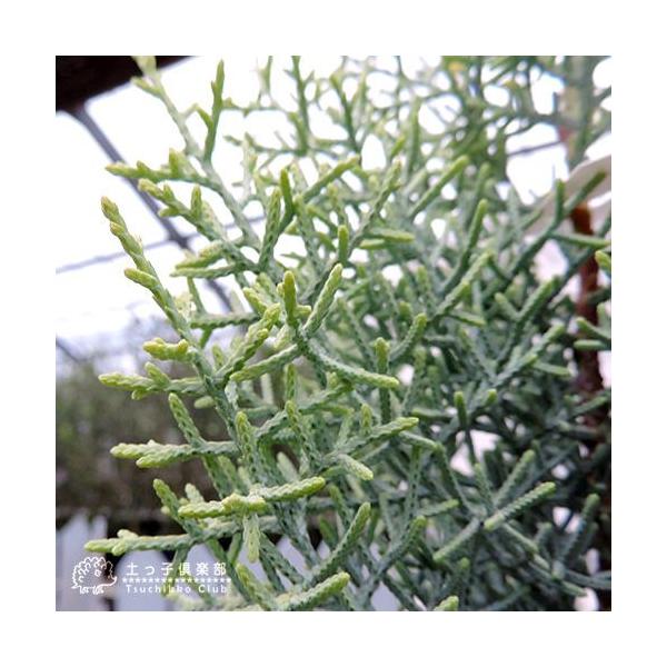 コニファー サルフレア 5号鉢植え クリスマスの木 Buyee Buyee 日本の通販商品 オークションの代理入札 代理購入