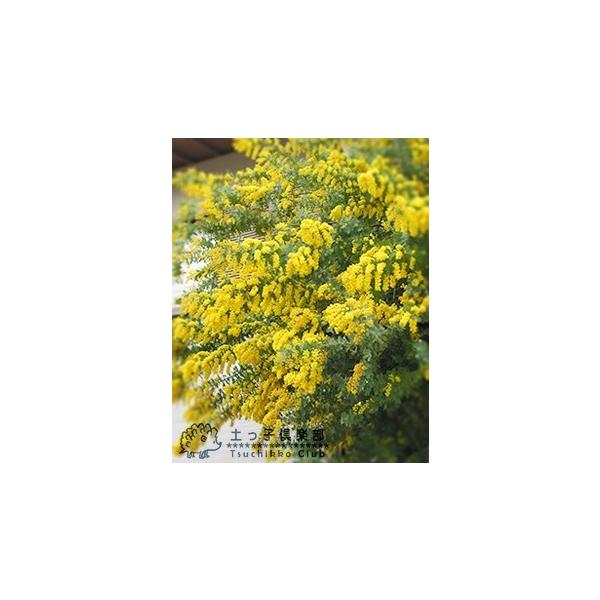 ミモザアカシア 5号 15cm ポット苗木 銀葉アカシア Buyee Buyee Japanese Proxy Service Buy From Japan Bot Online