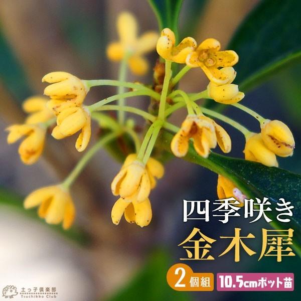 四季咲き金木犀 ( キンモクセイ ) 2個セット 10.5cmポット苗 四季咲き金木犀 ( キンモクセイ ) 2個セット 10.5cmポット苗