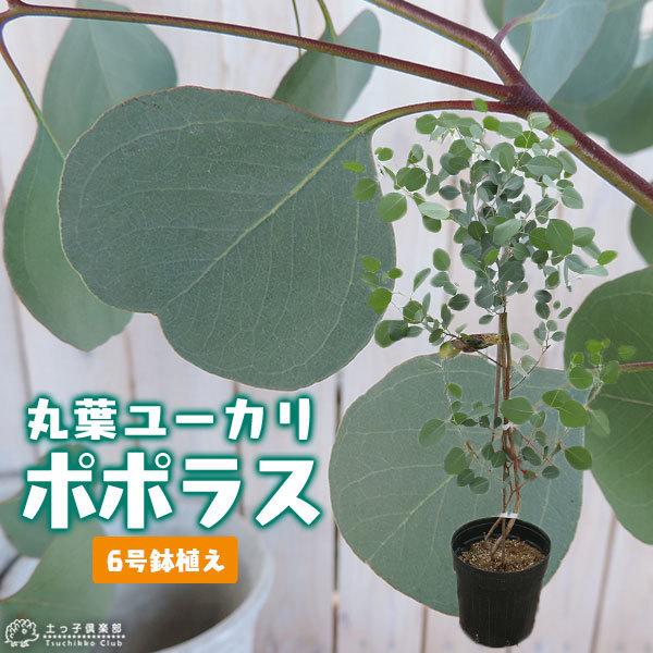 丸葉ユーカリ ポポラス 6号鉢植え T 308 花と緑の専門店 土っ子倶楽部 通販 Yahoo ショッピング