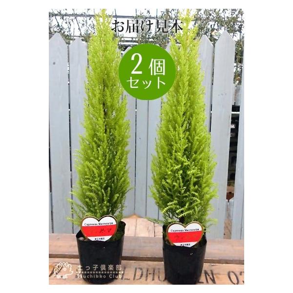 コニファー ゴールドクレスト ウィルマ 2個セット 送料無料 12cmポット苗 Buyee Buyee Japanese Proxy Service Buy From Japan Bot Online