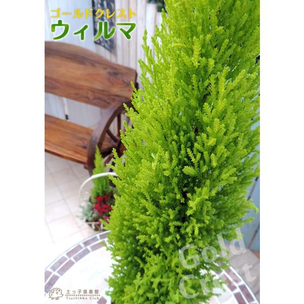コニファー ゴールドクレスト ウィルマ 12cmポット苗 Buyee Buyee Japanese Proxy Service Buy From Japan Bot Online