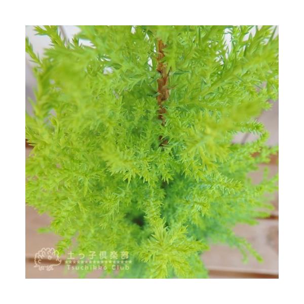 コニファー ゴールドクレスト ウィルマ 12cmポット苗 Buyee Buyee Japanese Proxy Service Buy From Japan Bot Online