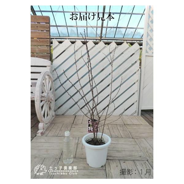 庭桜 ニワザクラ ピンク 八重咲き 6号鉢植え お届け時には 今期の花は終了しています Buyee Buyee Japanese Proxy Service Buy From Japan Bot Online