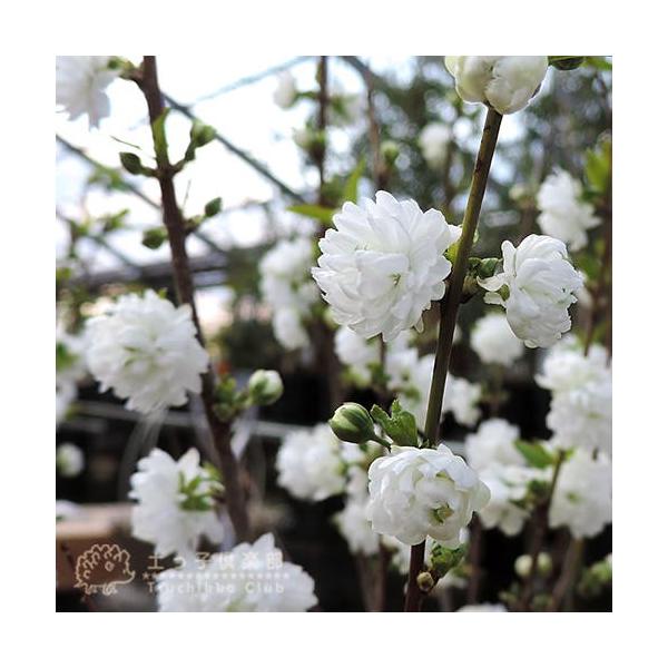 庭桜 ニワザクラ 白花 八重咲き 6号鉢植え お届け時には 今期の花は終了しています Buyee Buyee 日本の通販商品 オークションの代理入札 代理購入