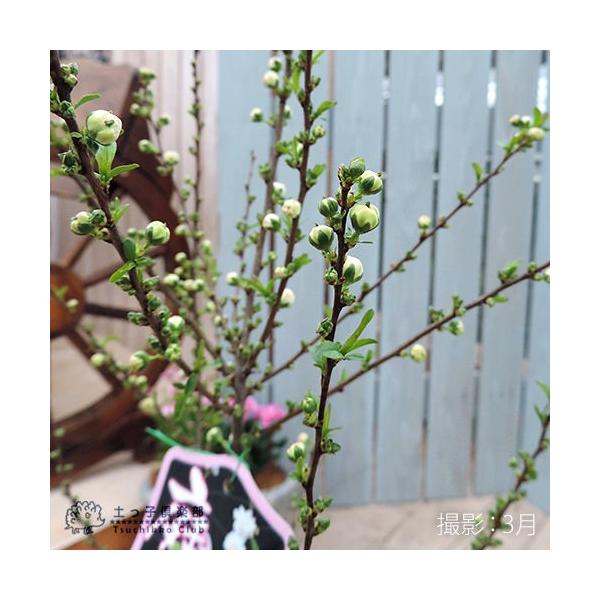 庭桜 ニワザクラ 白花 八重咲き 6号鉢植え お届け時には 今期の花は終了しています Buyee Buyee 日本の通販商品 オークションの代理入札 代理購入