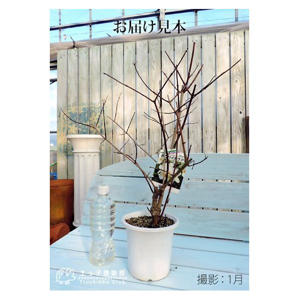 梅花ウツギ 香りバイカウツギ 5号鉢植え Buyee Buyee Japanese Proxy Service Buy From Japan Bot Online