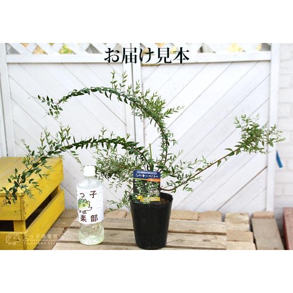 白実 銀梅花 シルキーベリー 12cmポット苗 ギンバイカ マートル 珍種 Buyee Buyee 일본 통신 판매 상품 옥션의 대리 입찰 대리 구매 서비스