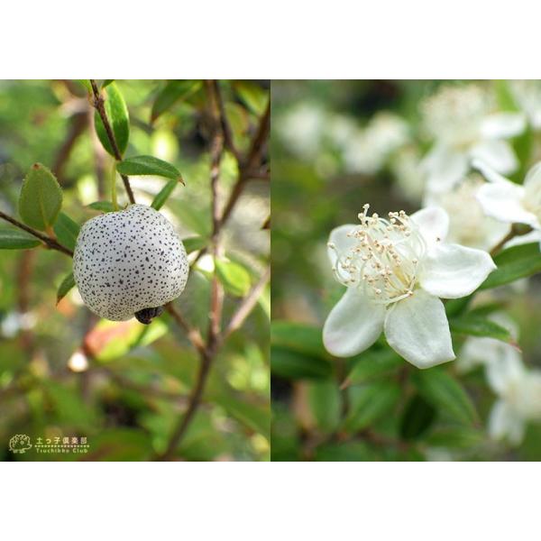 白実 銀梅花 シルキーベリー 12cmポット苗 ギンバイカ マートル 珍種 Buyee Buyee 일본 통신 판매 상품 옥션의 대리 입찰 대리 구매 서비스