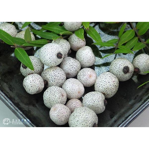 白実 銀梅花 シルキーベリー 12cmポット苗 ギンバイカ マートル 珍種 Buyee Buyee 일본 통신 판매 상품 옥션의 대리 입찰 대리 구매 서비스