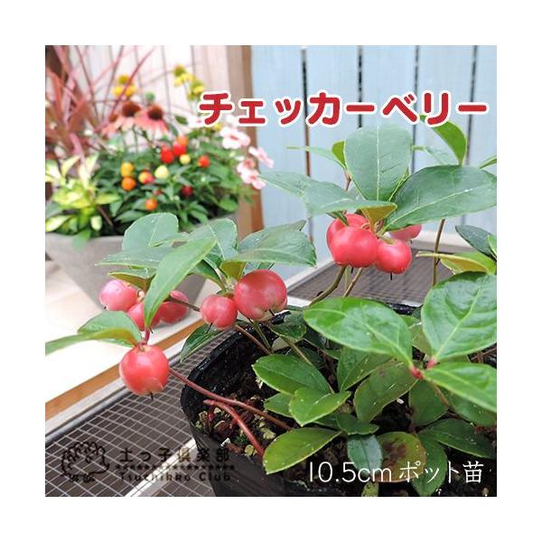 チャッカーベリーは姫柑子（ヒメコウジ）とも呼ばれています。北アメリカの東部に分布している寒さに強い低木です。初夏に白く可愛い花を咲かせ、冬は真っ赤な実を楽しめます。実が大きいので冬期の寄せ植えに最適です。クリスマスや正月の飾りにも重宝されま...