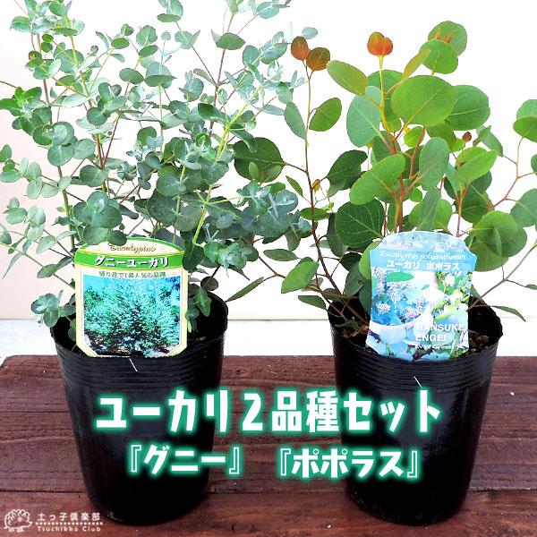 ユーカリ 2品種セット ( ポポラス & グニー ) 10.5cmポット苗 ユーカリ 2品種セット ( ポポラス & グニー ) 10.5cmポット苗