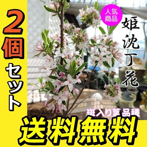 斑入りジンチョウゲ 覆輪姫沈丁花 2個セット 送料無料 13 5cmポット苗 Buyee Servicio De Proxy Japones Buyee Compra En Japon
