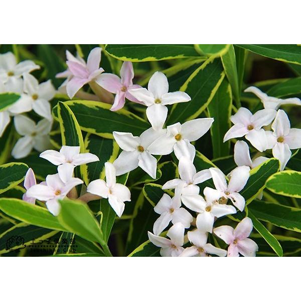 斑入りジンチョウゲ 覆輪姫沈丁花 13 5cmポット苗 Buyee Buyee 日本の通販商品 オークションの代理入札 代理購入