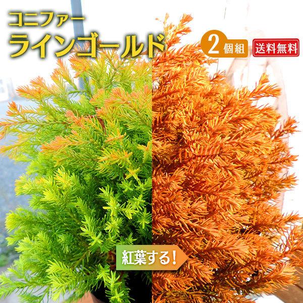 コニファー ラインゴールド 2個セット 送料無料 15cmポット苗 T 337 2ps 花と緑の専門店 土っ子倶楽部 通販 Yahoo ショッピング
