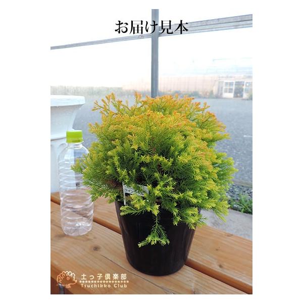 コニファー ラインゴールド 15cmポット苗 Buyee Buyee Japanese Proxy Service Buy From Japan Bot Online