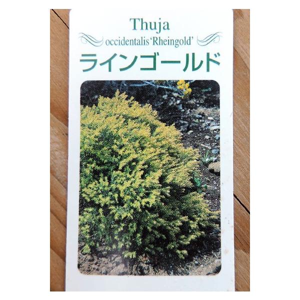 コニファー ラインゴールド 15cmポット苗 Buyee Buyee 提供一站式最全面最专业现地yahoo Japan拍卖代bid代拍代购服务 Bot Online