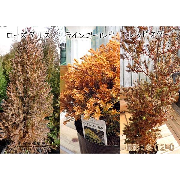 コニファー レッドスター 15cmポット苗 Buyee Buyee Japanese Proxy Service Buy From Japan Bot Online