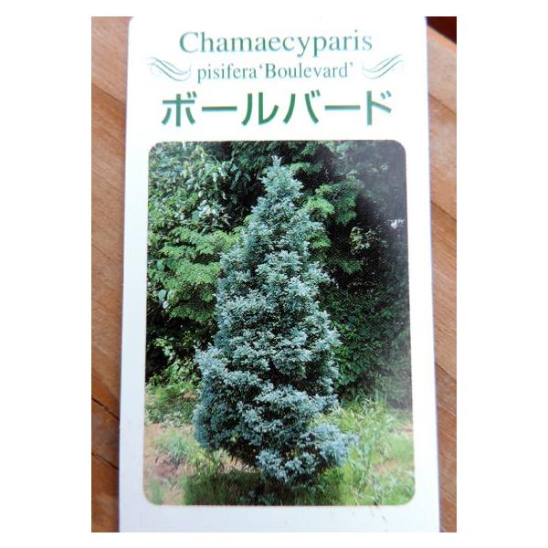 コニファー ボールバード 15cmポット苗 Buyee Buyee 日本の通販商品 オークションの代理入札 代理購入