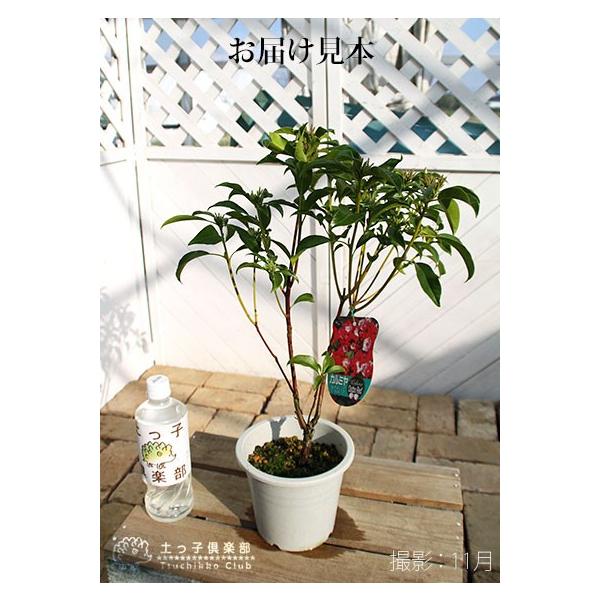 カルミア オスボレッド 15cm鉢植え 花芽付き Buyee 日本代购平台 产品购物网站大全 Buyee一站式代购 Bot Online