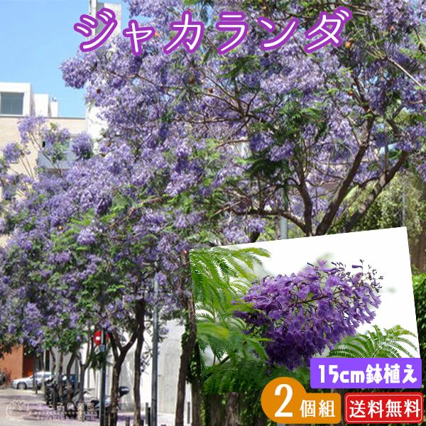 WJ_ 9cm|bgc y2Zbgz yz