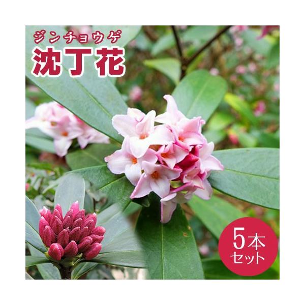 苗 ジンチョウゲの人気商品 通販 価格比較 価格 Com