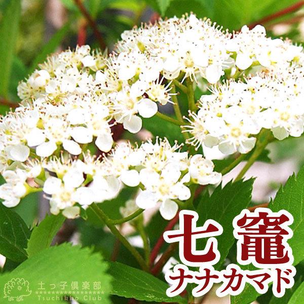 七竈 『 ナナカマド 』 10.5cmポット苗 : 花と緑の専門店 土っ子倶楽部