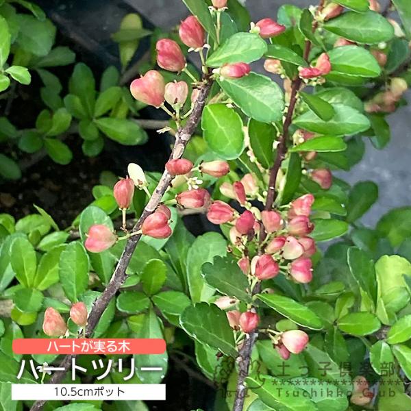 小さい白い花と林檎のような色味のハートの実がつきます。マサキなので丈夫で常緑で、切り花にしても長持ちです。ポットサイズ：10.5cm(3.5号)ポットお届け時高さ：約15〜20cm(容器含む)開花：4〜7月頃(地域差あり)結実：7〜12月頃...