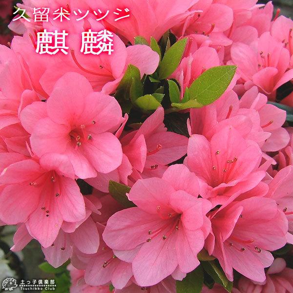 久留米ツツジ 『 麒麟 （ キリン ） 』 13.5cmポット苗 : 花と緑の専門