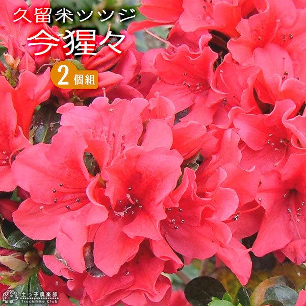 久留米ツツジ 今猩々 いましょうじょう 5個セット 送料無料 13 5cmポット苗 Tu 004 花と緑の専門店 土っ子倶楽部 通販 Yahoo ショッピング
