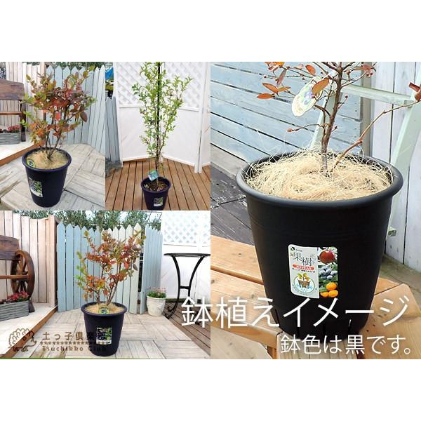 植木鉢 果樹ポット 10号鉢 30型 黒 スリット入り Buyee 日本代购平台 产品购物网站大全 Buyee一站式代购 Bot Online
