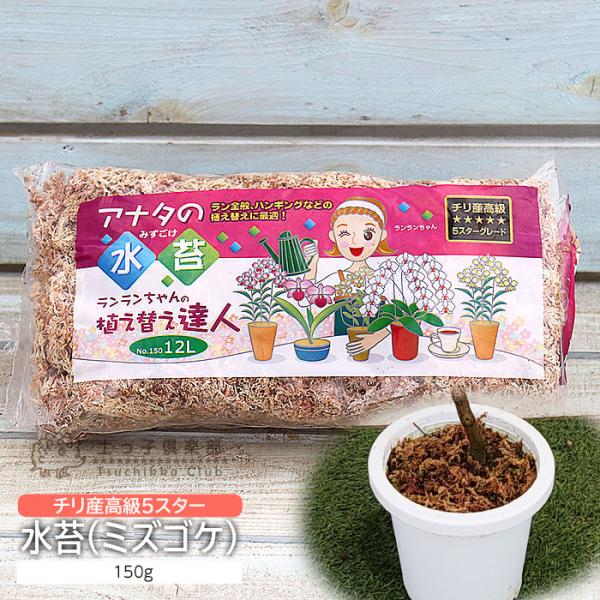 良質なチリ産の水苔です。ほっそりとして見た目よく、羽のような手触りの水苔です。（スファグナム・サブニテンス）鉢の表面に張って頂くだけで、保水性を高めます。鉢の土表面を覆う事で、観賞価値を高め、オシャレな印象にしてくれます。また、水やり時の土...