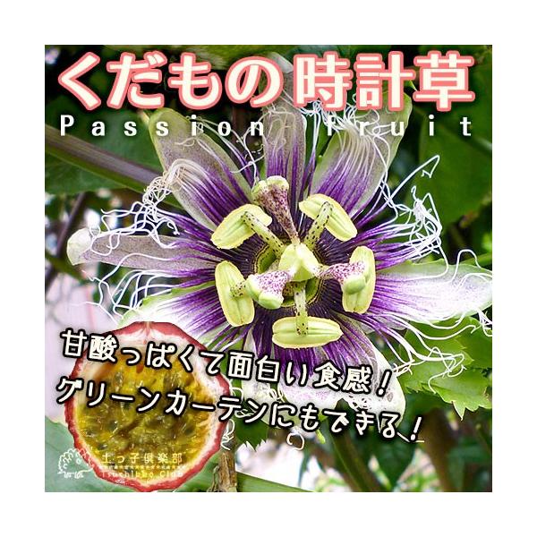 すべての美しい花の画像 ベスト50 パッション フルーツ 実