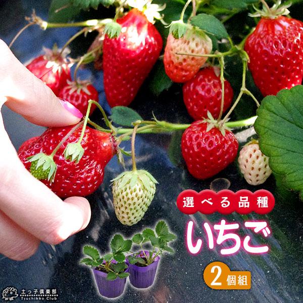 イチゴ ( いちご苗 ) 9cmポット苗 【 2個セット 】 選べる品種 イチゴ ( いちご苗 ) 9cmポット苗 【 2個セット 】 選べる品種