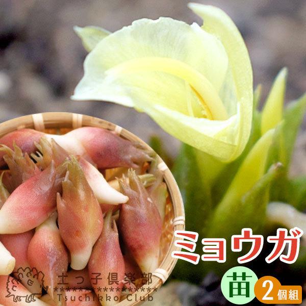 ミョウガ 2個セット 9cmポット苗 : 花と緑の専門店 土っ子倶楽部 ミョウガ 2個セット 9cmポット苗 : 花と緑の専門店 土っ子倶楽部