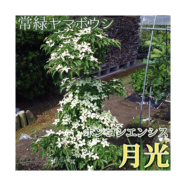 常緑ヤマボウシ 『 ホンコンエンシス （ 月光 ） 』 挿し木 10.5cm