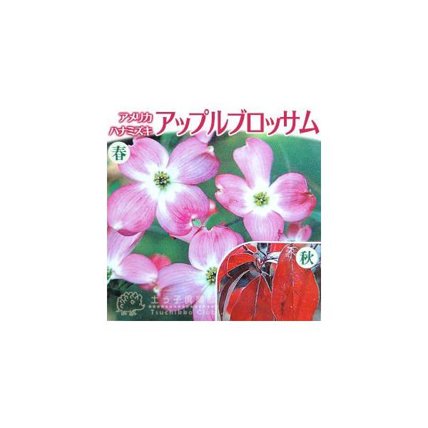 ハナミズキ 『 アップルブロッサム 』 5号鉢植え 花芽付き : 花と緑の