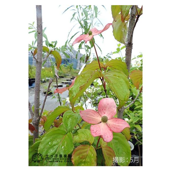 ヤマボウシ サトミ 赤花 18cmポット苗 Buyee Buyee Japanese Proxy Service Buy From Japan Bot Online