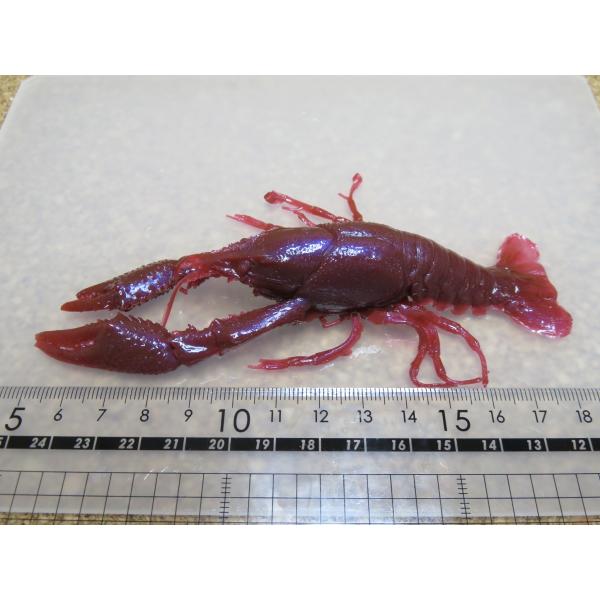 Gs Zrr バス ブルーギル用 ザリガニ リアルレッド 12cm Buyee Servicio De Proxy Japones Buyee Compra En Japon