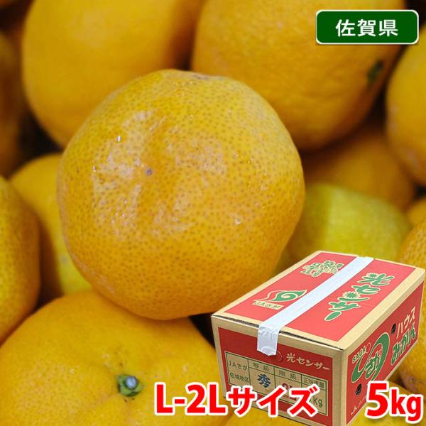 佐賀県産 ハウスみかん 秀品 L〜2Lサイズ 5kg （箱） : 生鮮卸売市場