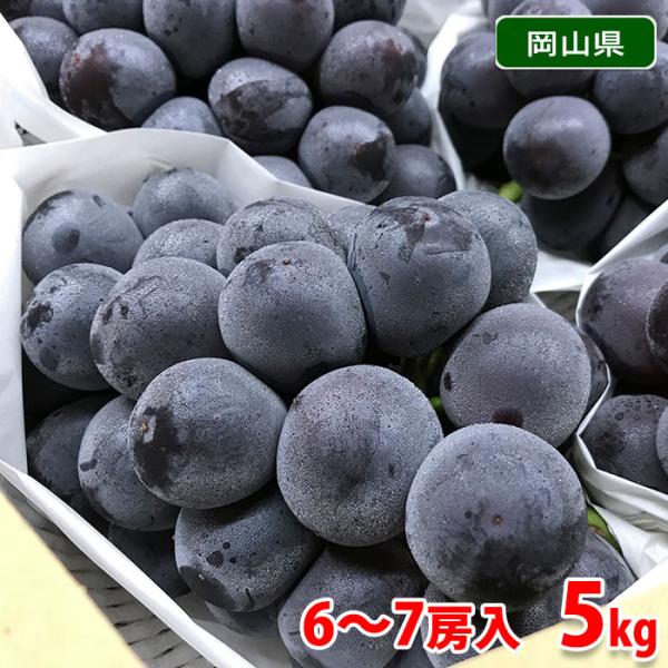 ピオーネ　岡山県産　約5kg   6房〜11房　ぶどう 岡山県産 ニューピオーネ 秀品（6房〜9房入り） 5kg 国産 種無し