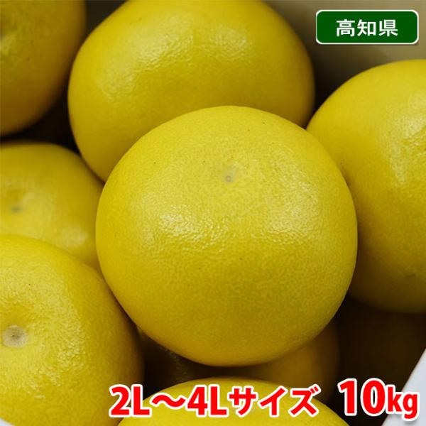 のんた　文旦4L×2箱 高知県産 土佐文旦 秀品 2L〜4Lサイズ 10kg （箱） 国産 柑橘