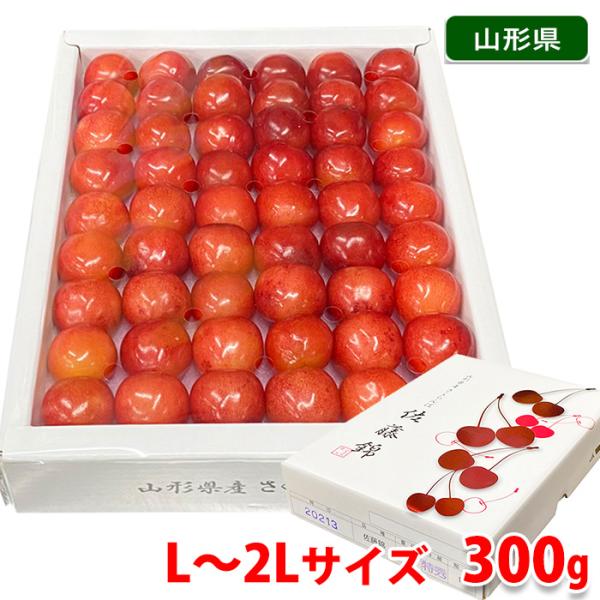 ☆☆オブツーサ錦＊サトウ錦＊古い品種☆☆ 氷ノ恋 オブツーサ錦 極上斑 S1492 【公式通販】