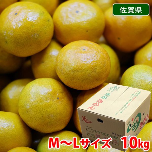佐賀県産 さがみかん JAさが 秀品 M〜Lサイズ 10kg （箱） 国産