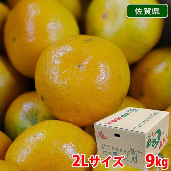 NZSS パール柑 2l 20kg 佐賀県産 さがみかん JAさが 秀品 2Lサイズ 9kg （箱） 国産 フルーツ