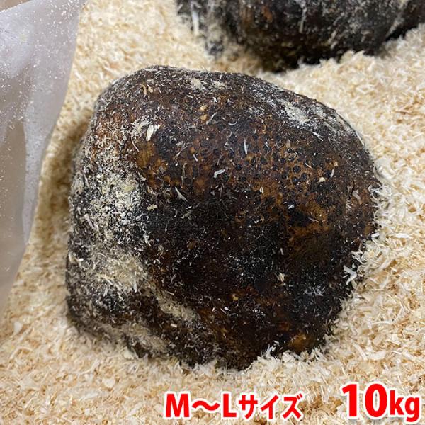 山の芋（大和芋／つくねいも）は、アクが少なく練り物のつなぎとしてよく使われます。イモ類の中では、最も粘り気が強く弾力があります。加熱するとふっくらして食感も濃厚。とろろ汁にしたり、揚げ物などにお勧めです。※時期により秋田県、長野県など産地が...