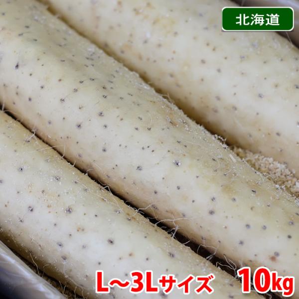 海老芋(えびいも)　3Lサイズ　10キロ 海老芋(えびいも) 3Lサイズ 10キロ