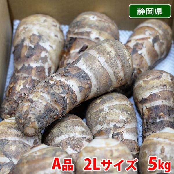 静岡県産　海老芋　種芋小玉10㎏ 静岡県産 海老芋 種芋小玉10㎏